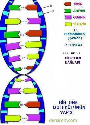 DNA Molekülünün Yapısı