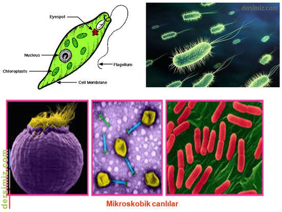 mikroskobikcanlılar