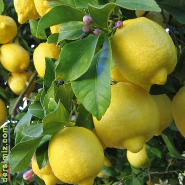 Limon Ağaçları Masalı