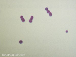 Bakteri Hücrelerini Boyama Ve İnceleme