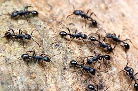 Yağmur Yağdığında Karıncalar Neden Zarar Görmez?
