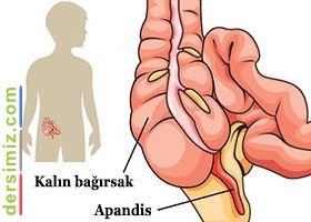 Apandis Nedir?