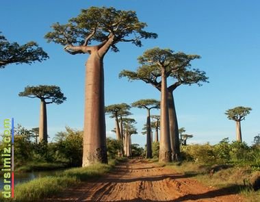 Baobap Ağacı