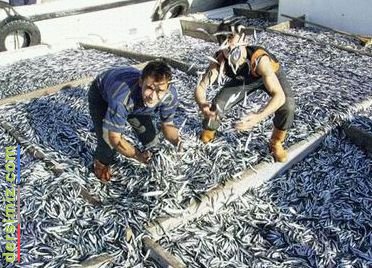 Balıkçılık