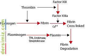 Fibrin Ve Fibrinojen Nedir?