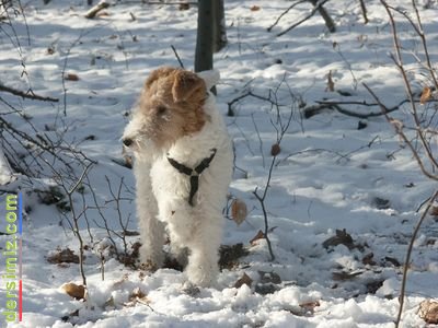 Foksterye Köpeği