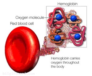 Hemoglobin Nedir?