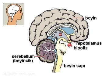 Hipofiz Nedir?