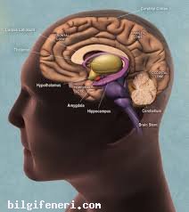 Hipotalamus Nedir?