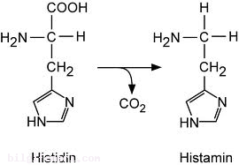 Histamin Nedir?