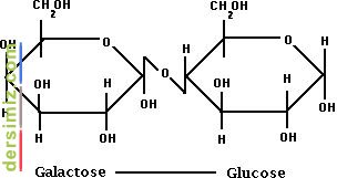 Laktoz Nedir?