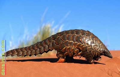 Pangolin Nedir?