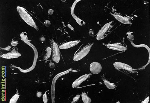 Plankton Nedir?