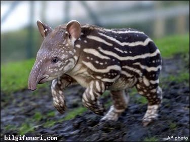 Tapir Nedir?