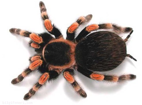 Tarantula Nedir?