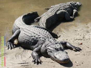 Alligator Hayvan