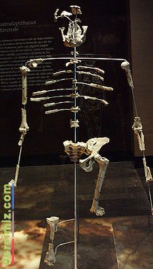 Australopithekus Nedir?