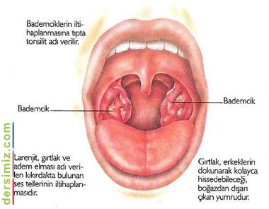 Bademcik Nedir?