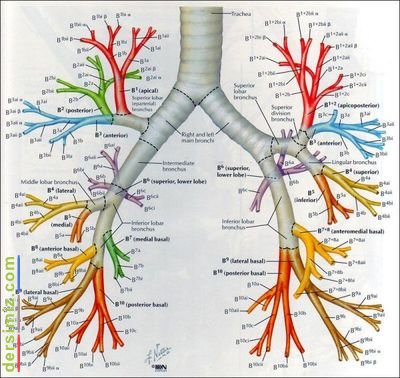 Bronş Nedir?