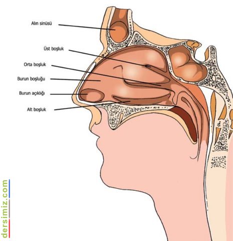 Burun (Organ)