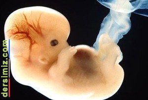 Kürtaj Nedir?