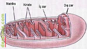 Lizozom Nedir?