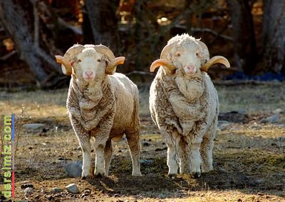 Merinos Nedir?