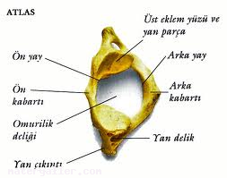 Atlas Kemiği Nedir?