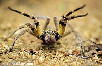 Brezilya-Gezgin-Örümceği