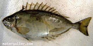 Çarpan Balığı