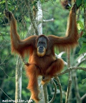 Orangutan Nedir?