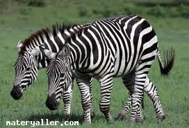 Zebra Hayvanı