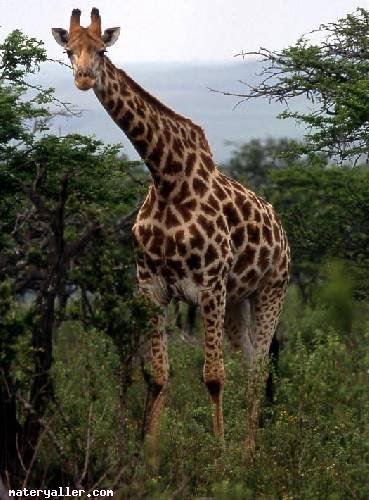 Zürafa Hayvanı