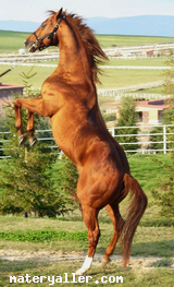 Beygir ve Karga & Ferde u Raben ? | Horses, Beautiful horses ...