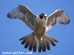 Doğan (Falco Peregrinus) Kuşu