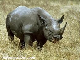 Gergedan (Rhinoceros)