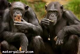 Şempanze Nedir?