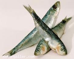 Sardalya Balığı