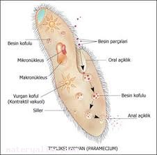 Silliler Nedir?