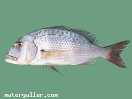 Sinarit(Sinağrit) Balığı