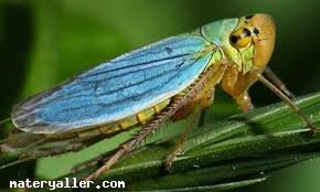 Ağustos Böceği