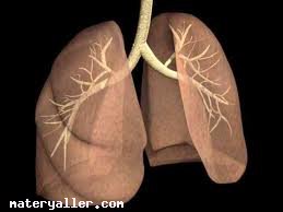 Akciğer Nedir?