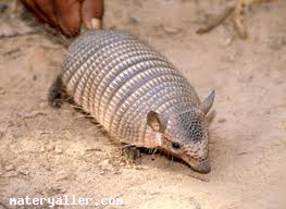 Armadillo Hayvanı