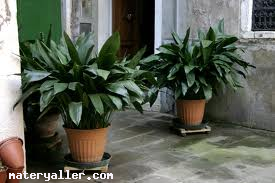 Aspidistra Nedir?