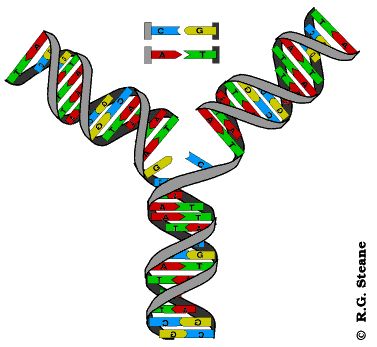 DNA Molekülü Kendisini Nasıl Eşler?
