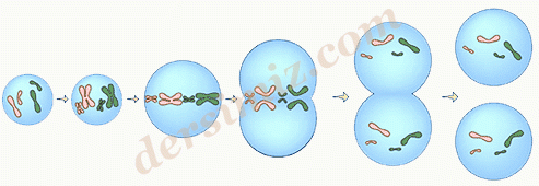 Mitoz Hücre Bölünmesi