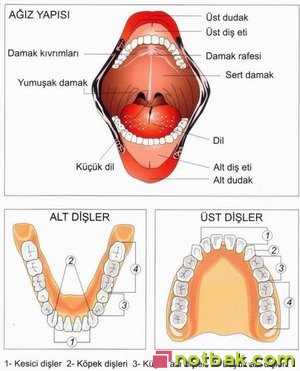 dişlerin yapısı