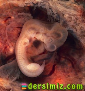 Embriyon Nedir?
