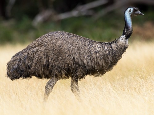 Emu Kuu