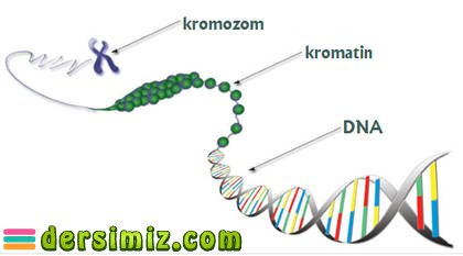 Kromozom Nedir?